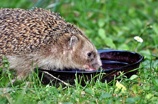 hérisson-animaux canicule