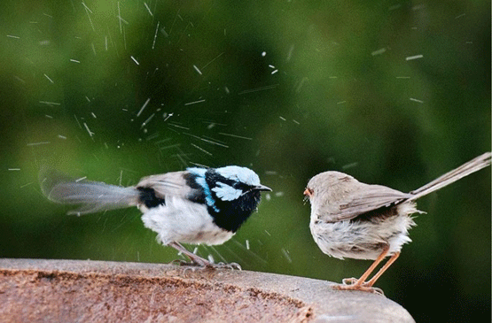 oiseaux-canicule