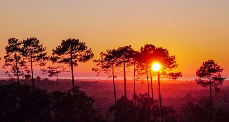 photo semaine landes pins sunset week-end 2 juillet