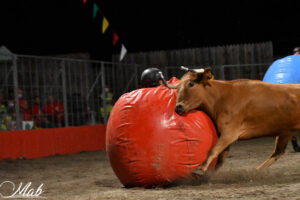 top a la vachette - Landes