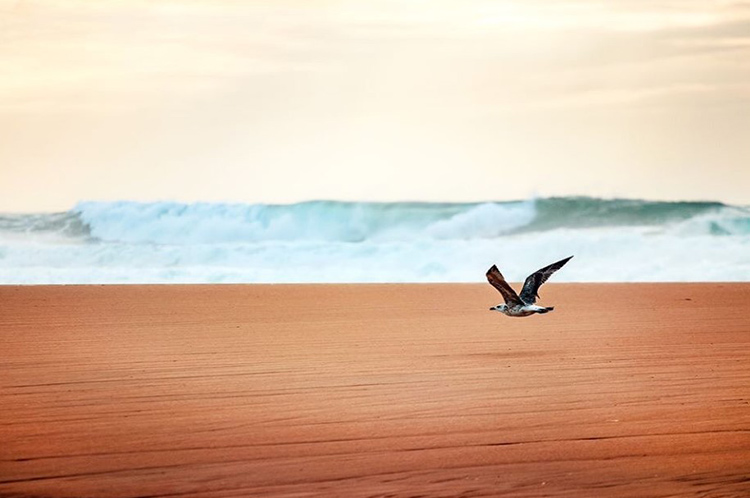 Plage du Cap de l'Homy Landes