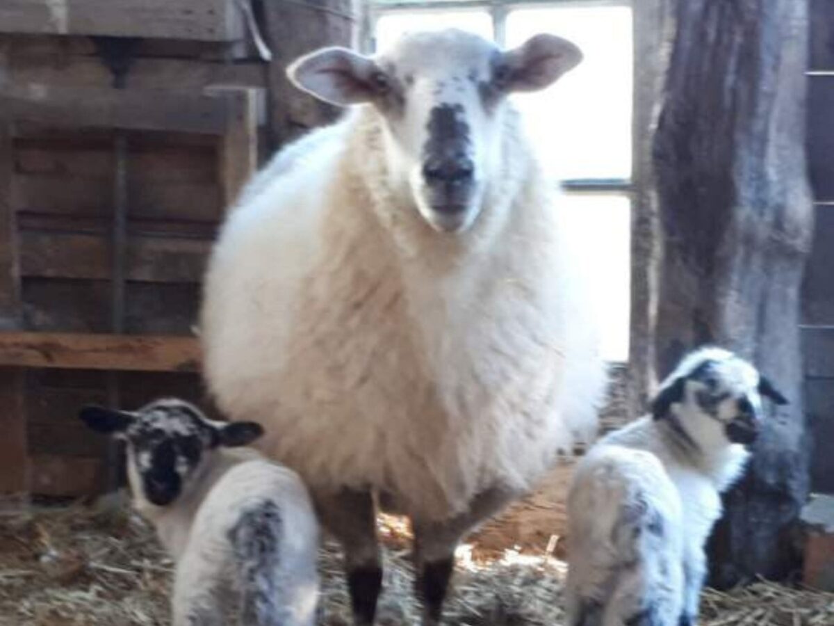 entre-adour-et-montagne-gite-chambres-d-hotes-exterieur-ferme-pedagogique-moutons