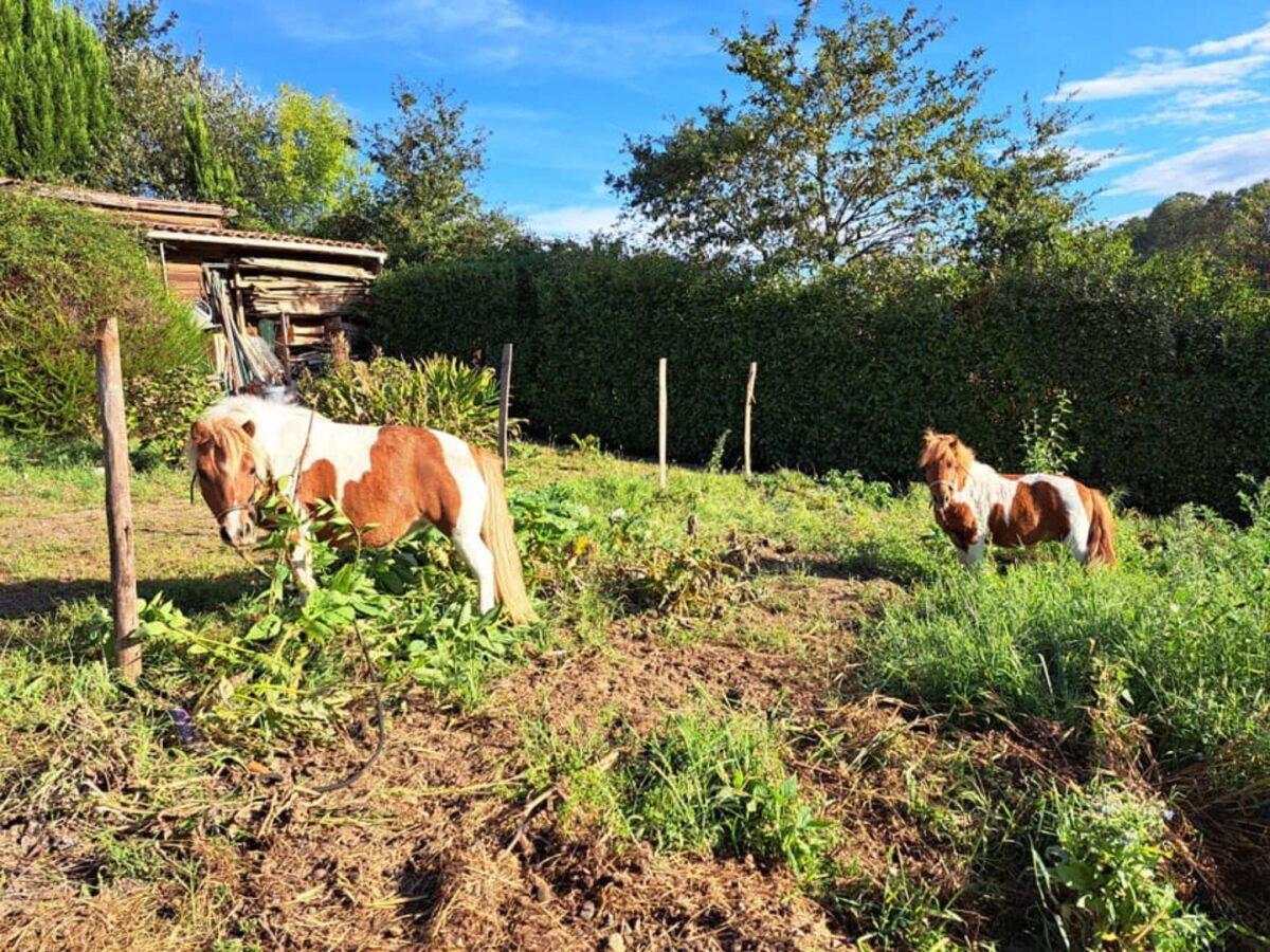 entre-adour-et-montagne-gite-chambres-d-hotes-exterieur-ferme-pedagogique-potager-naturel-poneys