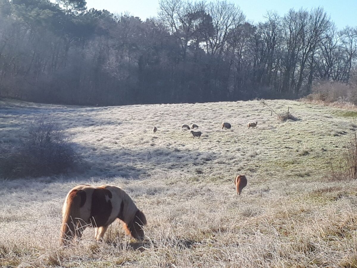 entre-adour-et-montagne-gite-chambres-d-hotes-exterieur-moutons-poneys