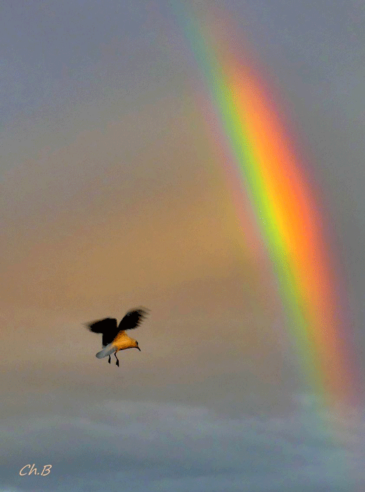 chantal-bonnemayre-arc-en-ciel