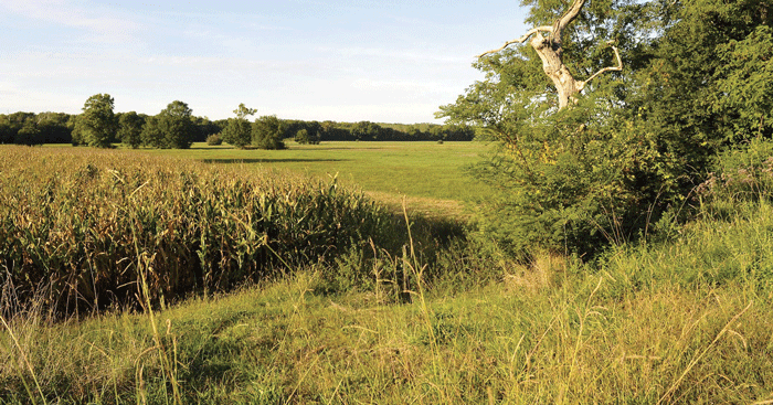 heugas-circuit-chêne-aux-cigognes