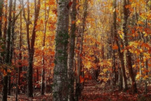 Forêt des Landes aux couleurs de l'Automne-Habas