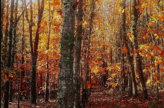 Forêt des Landes aux couleurs de l'Automne-Habas