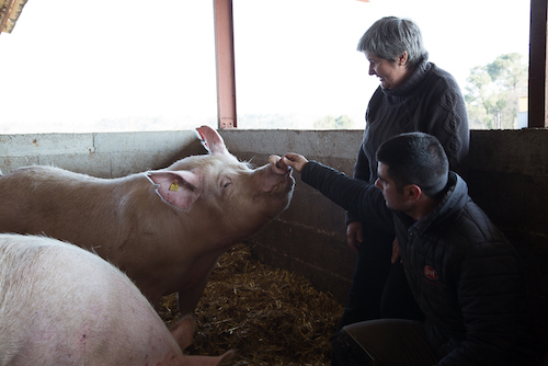 Ferme d'Arracq cochons