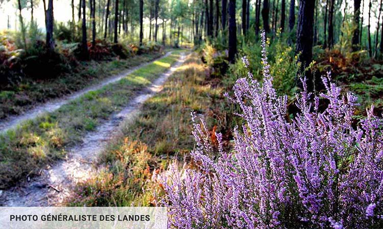 Séjourner en camping dans les landes grâce au portail web campings-landes.net