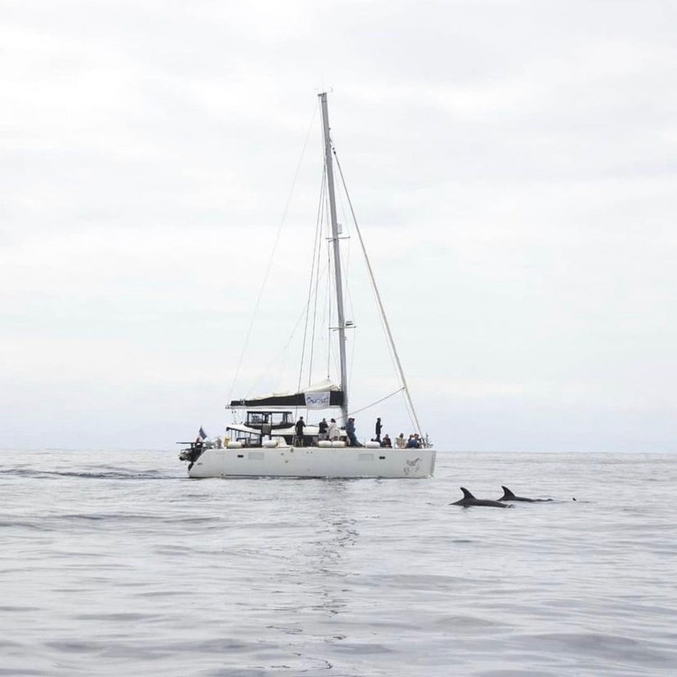 La catamaran XCAT croise des dauphins