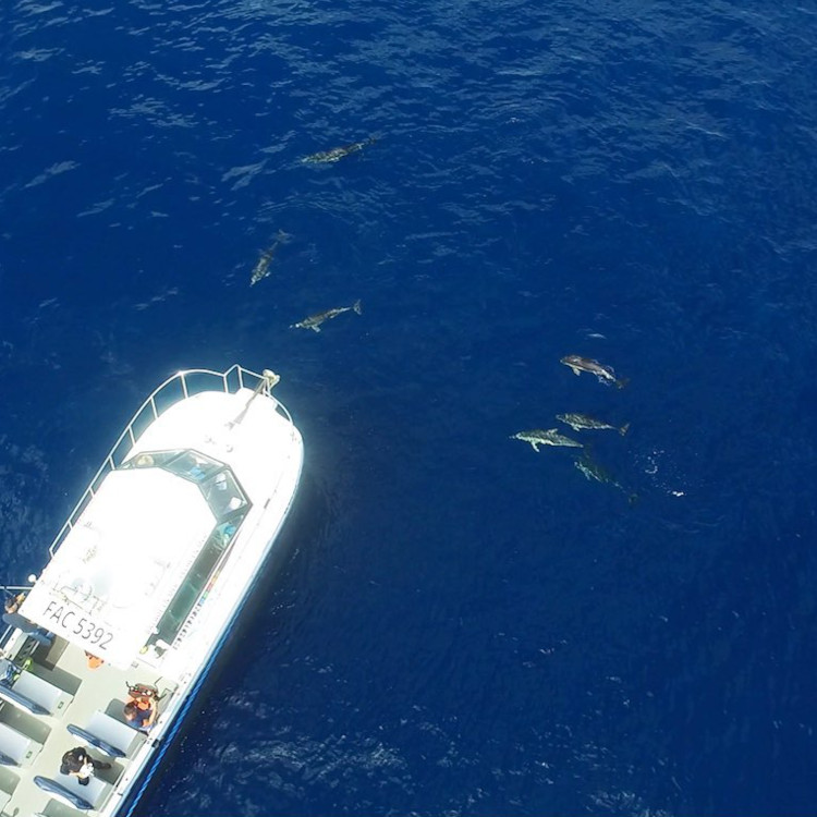 La vedette XCAT croise des dauphins