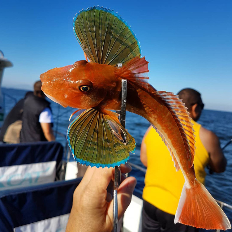 poisson pêché