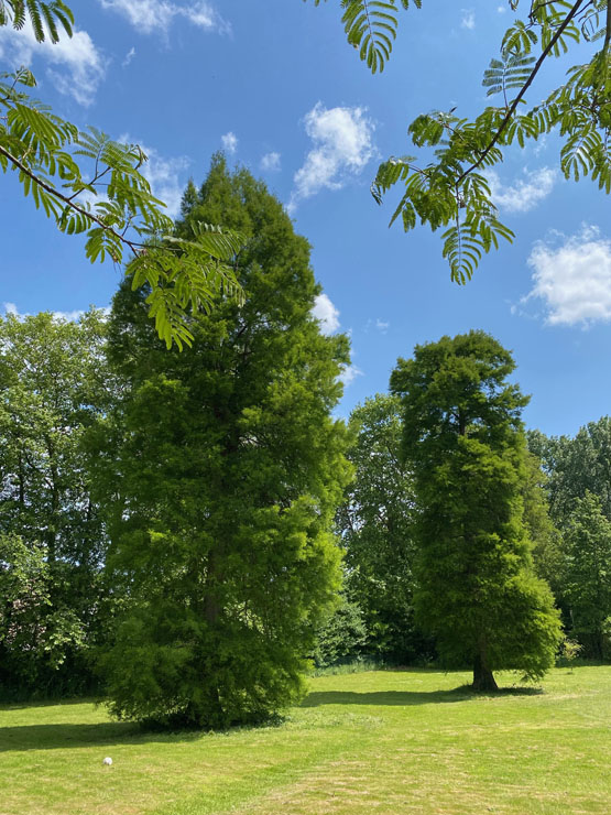 arbres-centenaires-parc-five-and-you-landes