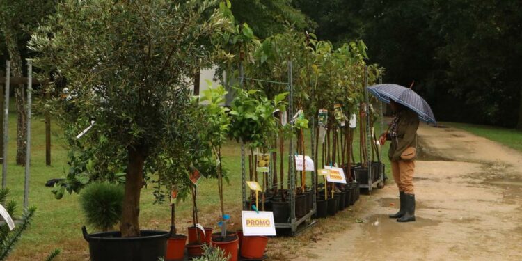 Fête des plantes