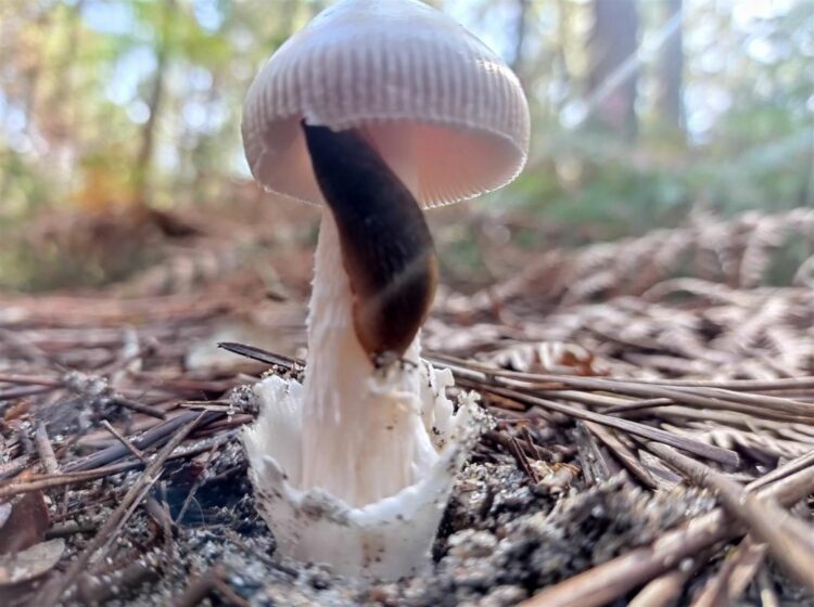 Initiation à la reconnaissance mycologique (Champignon)
