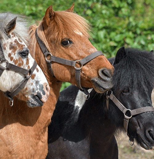 balade-poney-hossegor