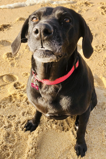 refuge-chiens-landes5