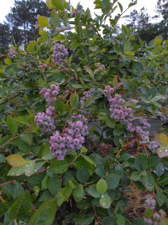 scea-saveurs-des-sources-production-myrtilles-landes