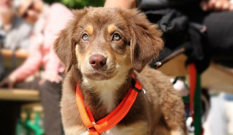 chien-salon du bien-être animal