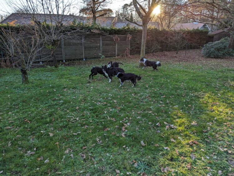 chiens dans le jardin