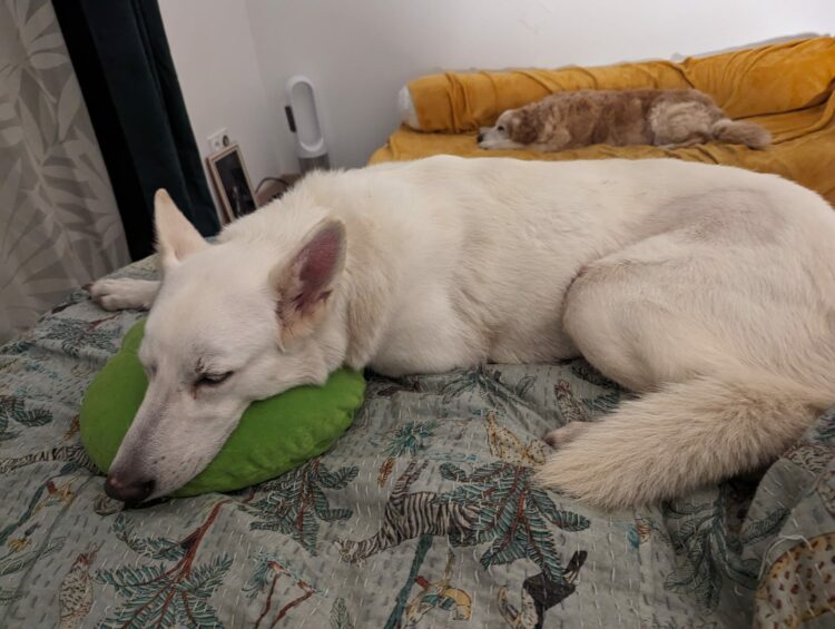 chien blanc qui dort