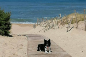 plage-lio-chiens-landes